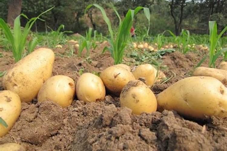 土豆花期每次每亩施氮磷钾各需多少斤