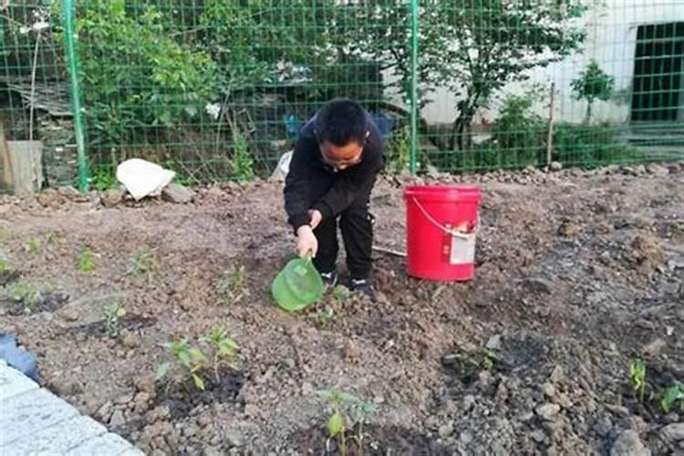 水容肥给果树多久施肥一次