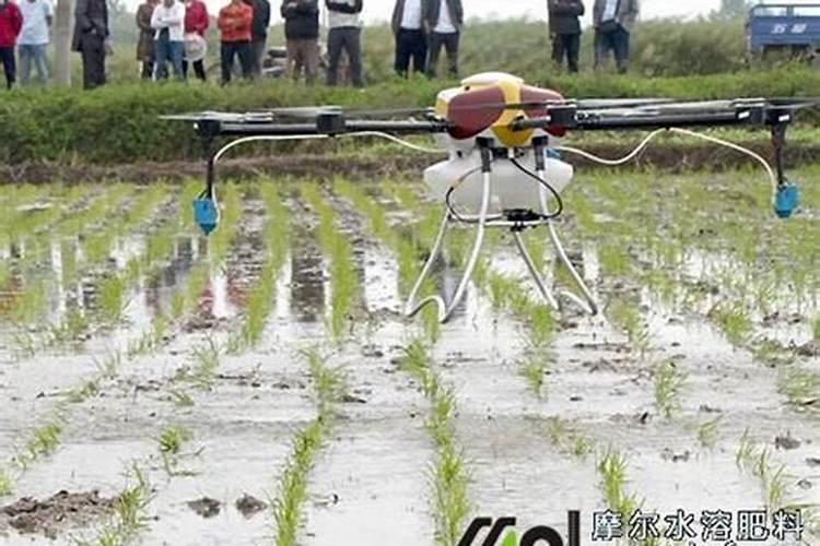 尿素可以水溶后施肥吗 尿素能水溶后施肥吗