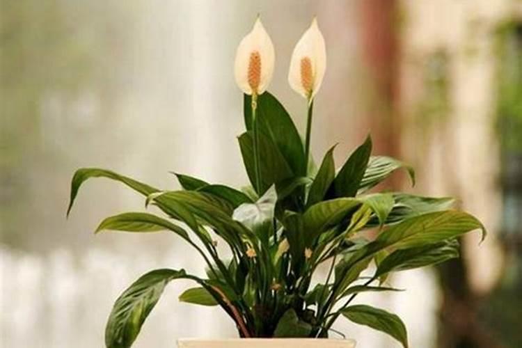 长春花施什么肥最好