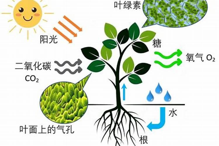 为什么作物偏施氮肥会减产？