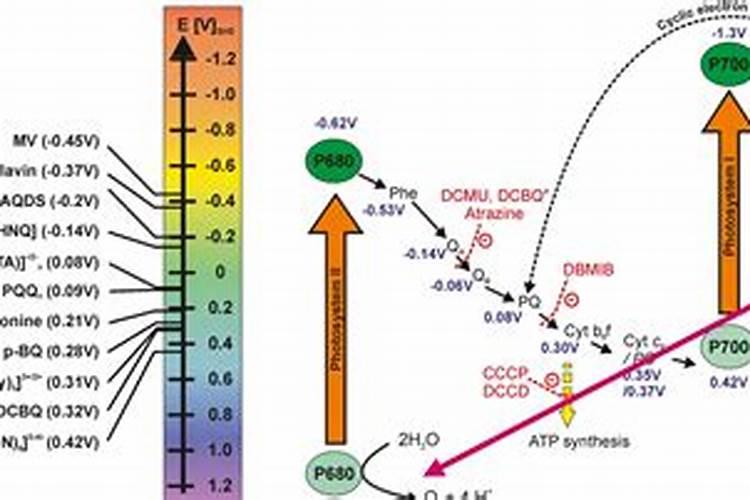 绿萝黄叶用什么养护方法效果好
