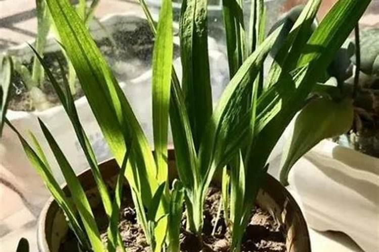 谢找兰怎样种植长的好