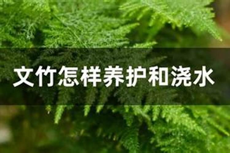 怎样养文竹