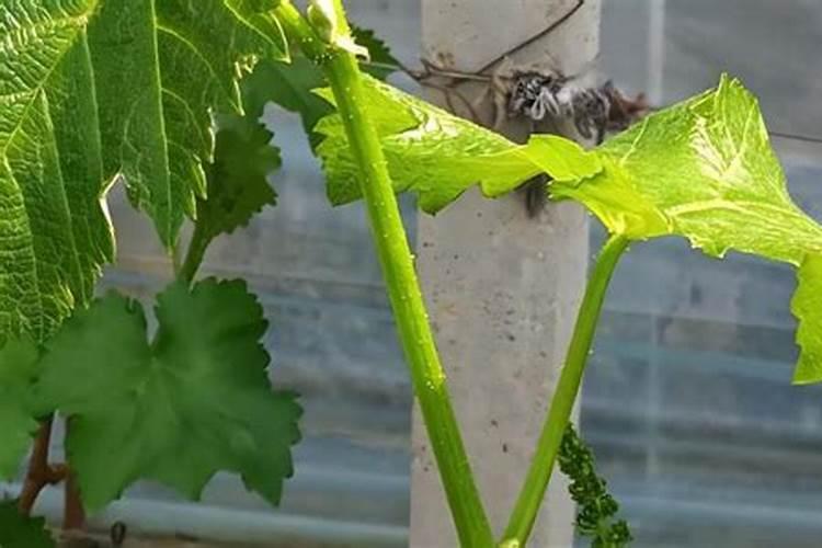 怎样给葡萄喷肥才能效果达到最好？