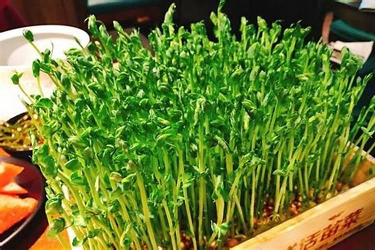 种豌豆尖用什么肥料