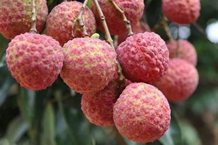 荔枝叶面施太多钾肥会怎样