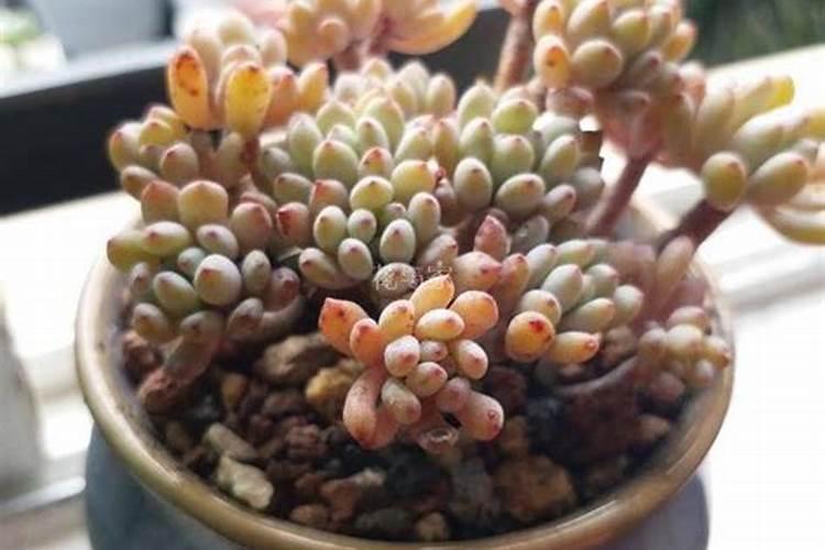 多肉植物多久施一次肥什么时候施肥最好