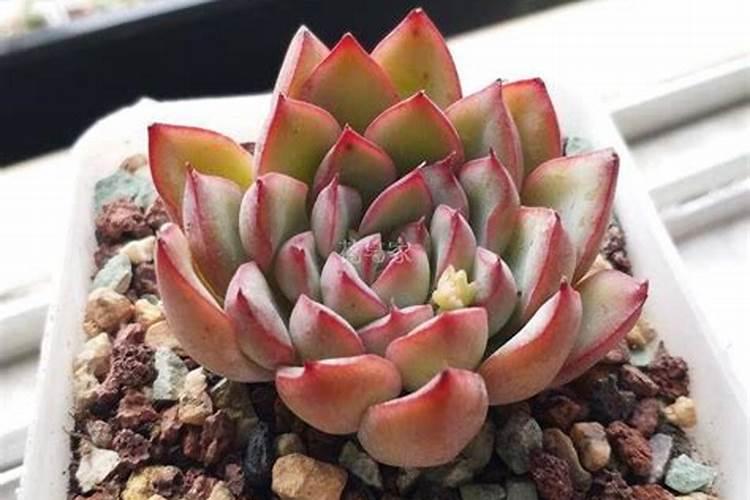 多肉多久施肥一次施什么肥