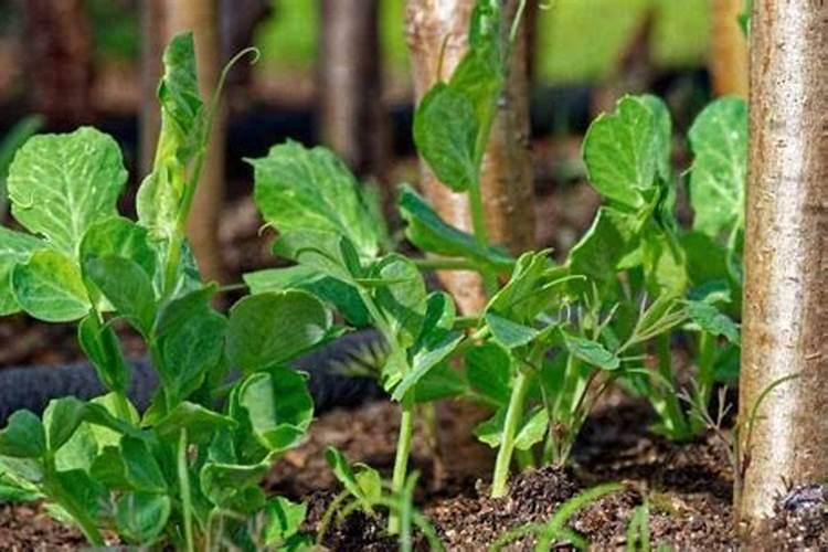 豌豆苗怎么种变粗