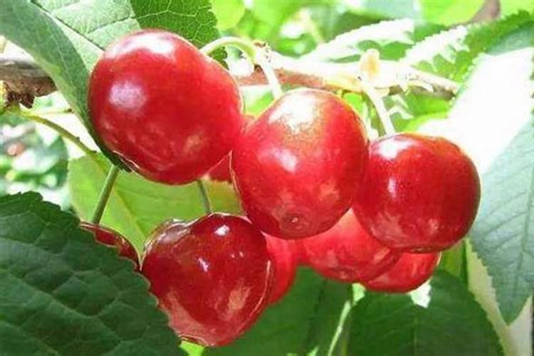 果园后期叶面肥用什么好