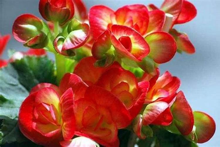 玻璃海棠开完花后怎么处理