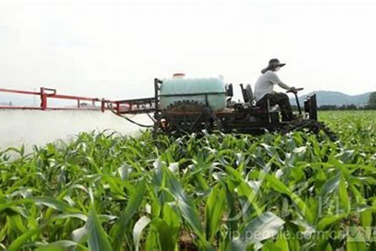 玉米什么时候使用叶面肥？玉米叶面肥喷施浓度