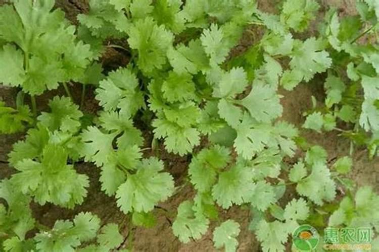 香菜的种植方法及注意事项