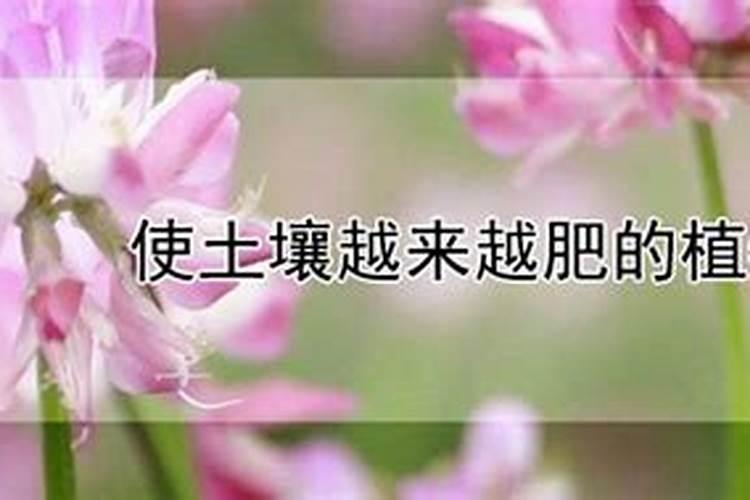 使土壤越来越肥的植物