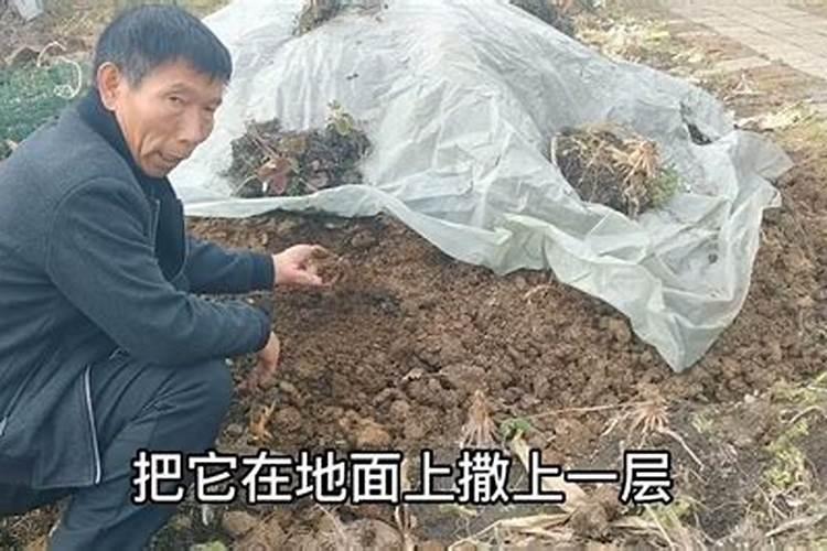 使土壤越来越肥的植物