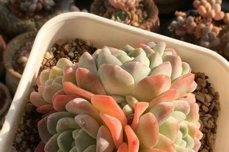 多肉植物能喷磷钾肥吗