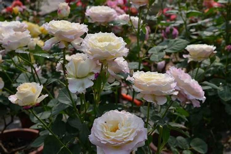 藤本月季怎么施肥,幼期氮肥为主生长期追施复合肥