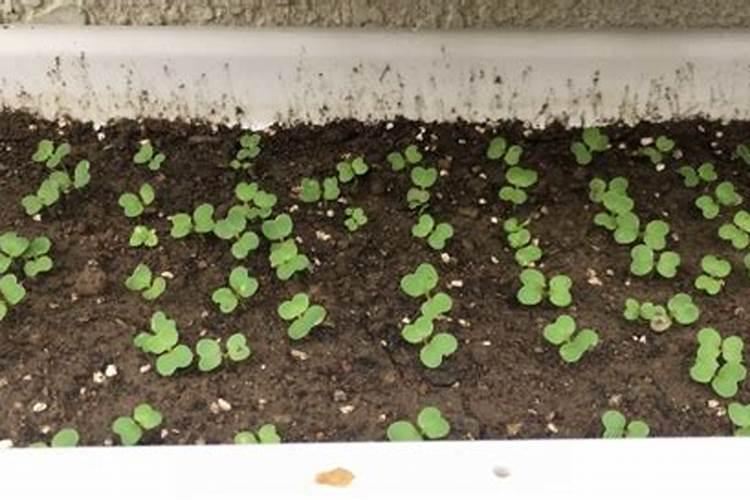 骨粉种菜用量多少