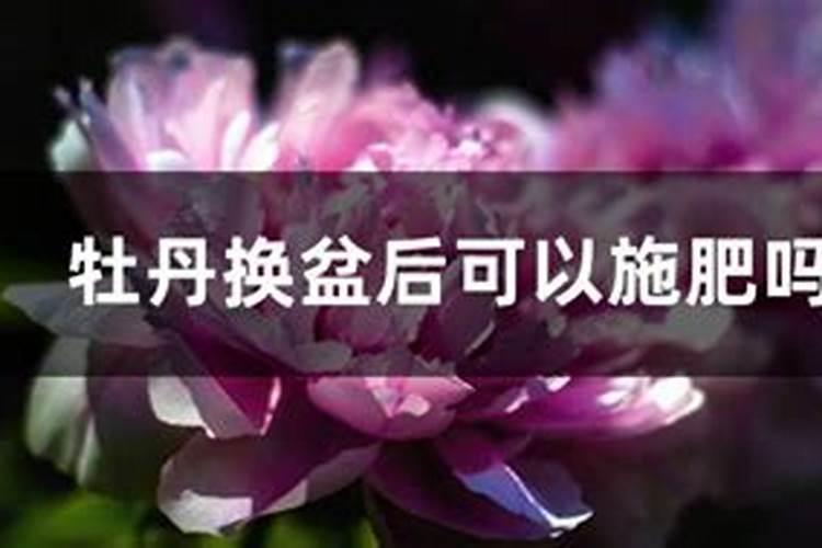 牡丹花开花要什么肥料 否则极易造成肥害