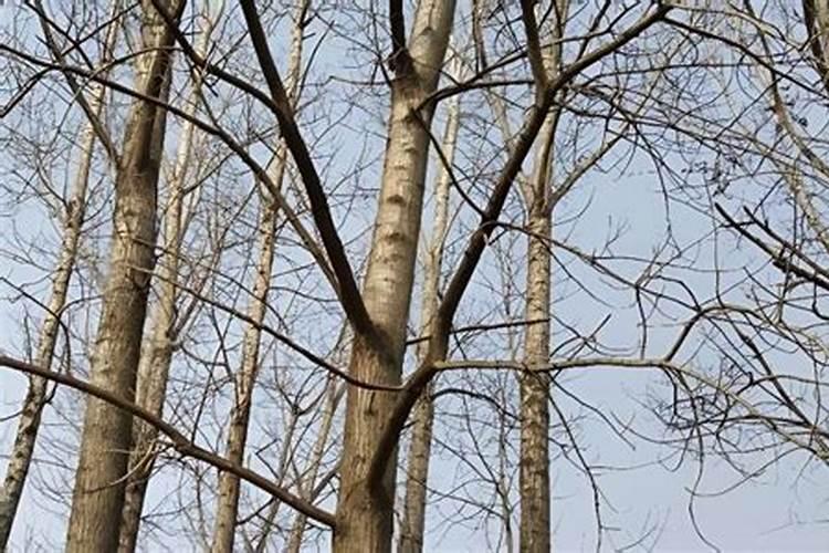 葡萄种植不同时期如何追肥 施肥注意事项