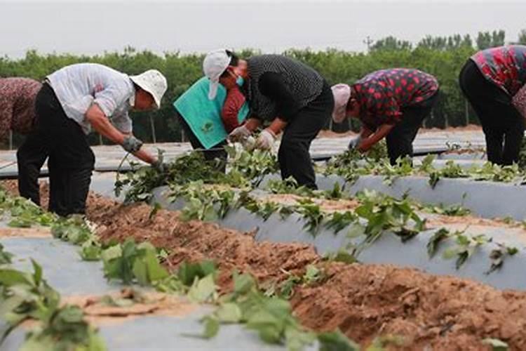 红薯苗成活后怎么施肥和管理