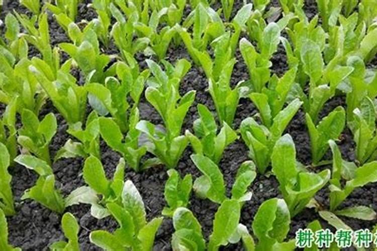 莴笋定植后怎么管理施肥 莴笋病虫害防治