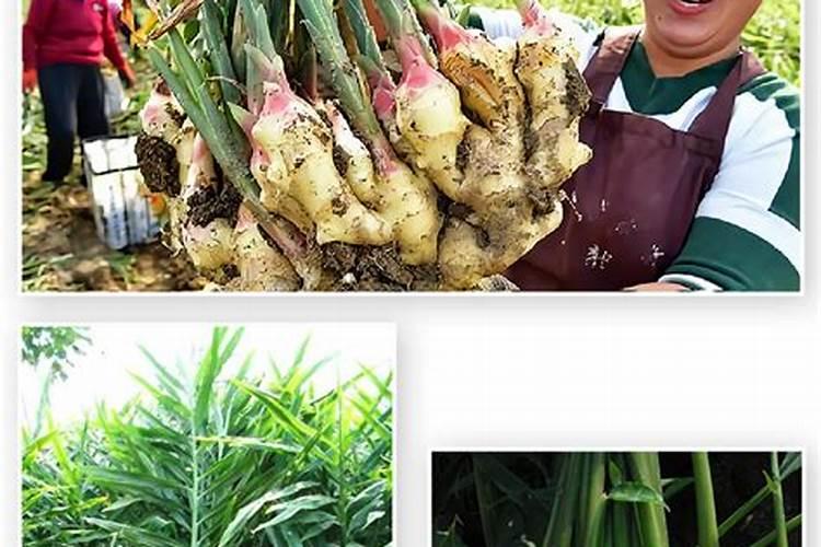 生姜种植用什么肥料好？