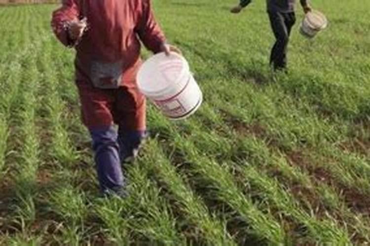 什么时候给小麦追肥会是最为合适的阶段