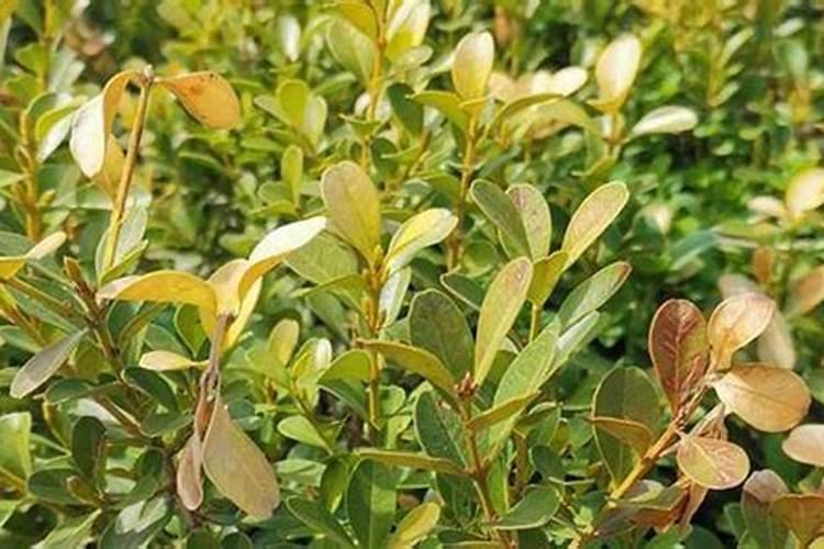 瓜子黄杨最怕什么肥料？