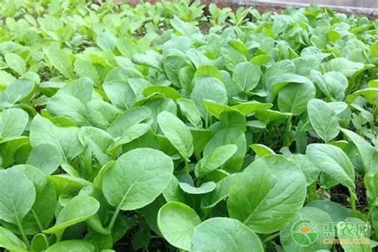 白菜打磷酸二氢钾好不