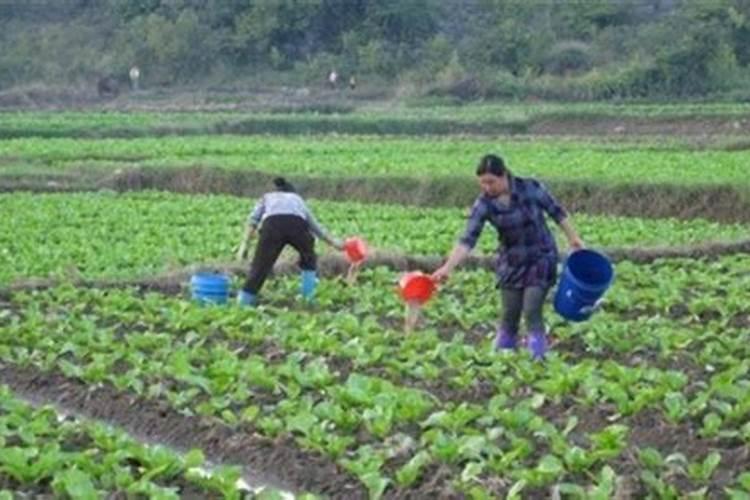 芥菜什么时候移栽最好