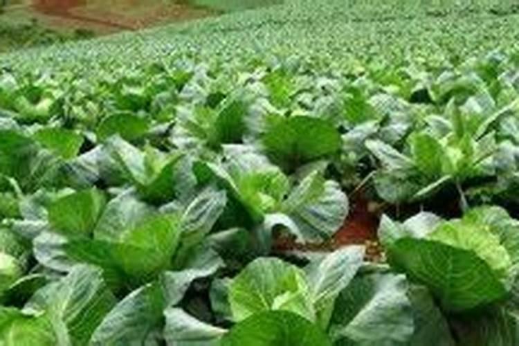 包菜育苗期在什么时候可以使用什么叶面肥,可以培育壮苗？