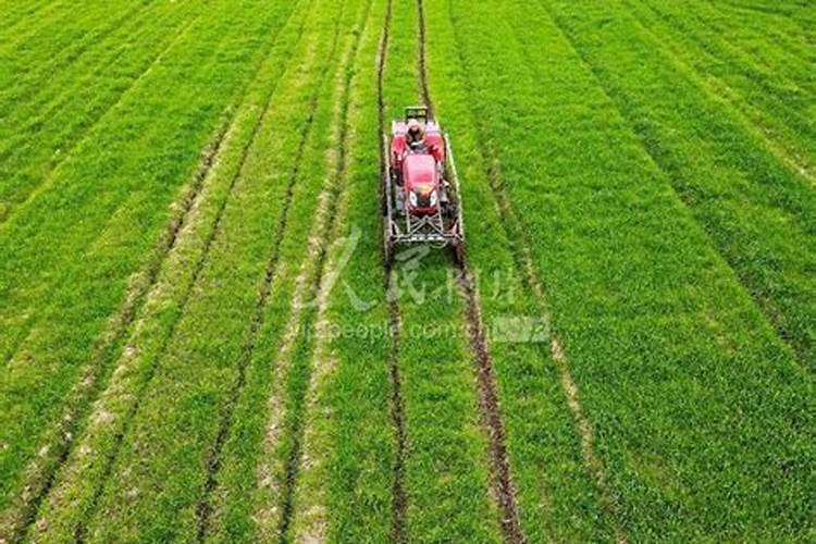 春季小麦施什么肥合适