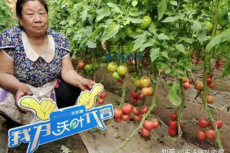 国产水溶肥哪个品牌效果好