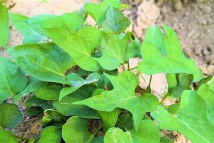 红薯用什么肥料最好