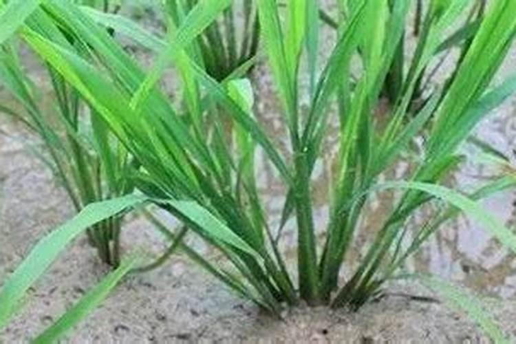 水稻分蘖肥需要用钾肥吗 怎么施肥效果好