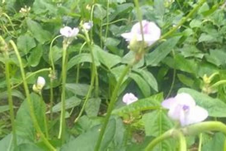 种豆角用什么肥料最好种豆角用磷酸二氢钾肥可以吗