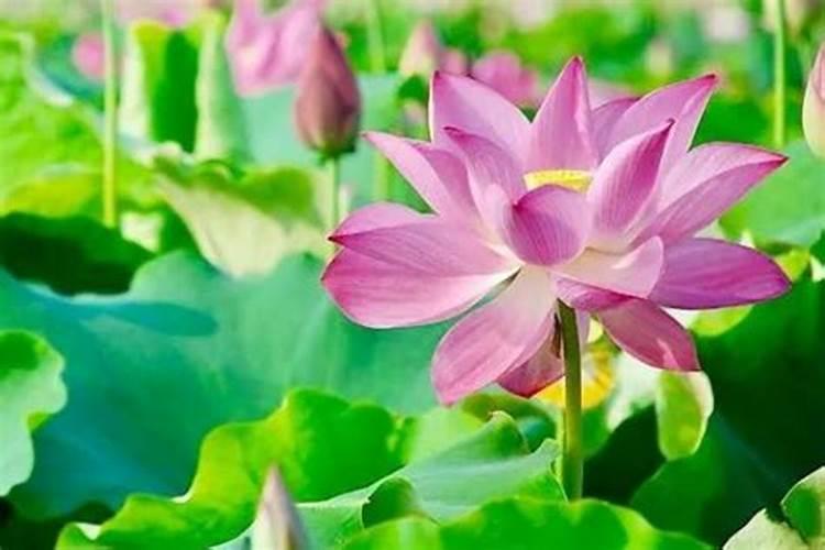 盆栽荷花怎样施肥什么时候施肥