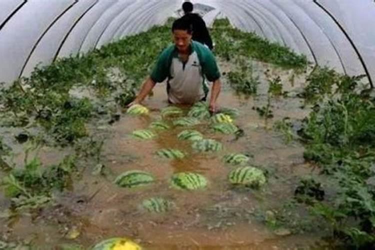 氮、磷、钾对西瓜生长有哪些影响？