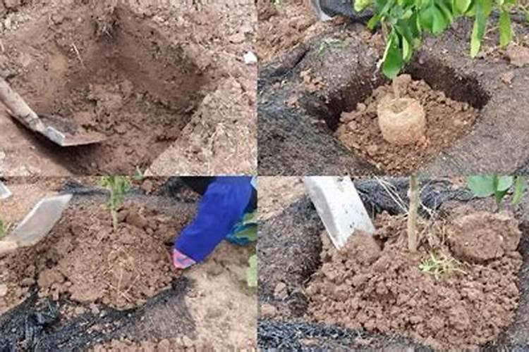 小桃树苗用什么肥长得快 如何合理施肥