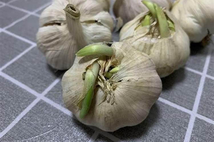 种大蒜用什么肥料做底肥最好？