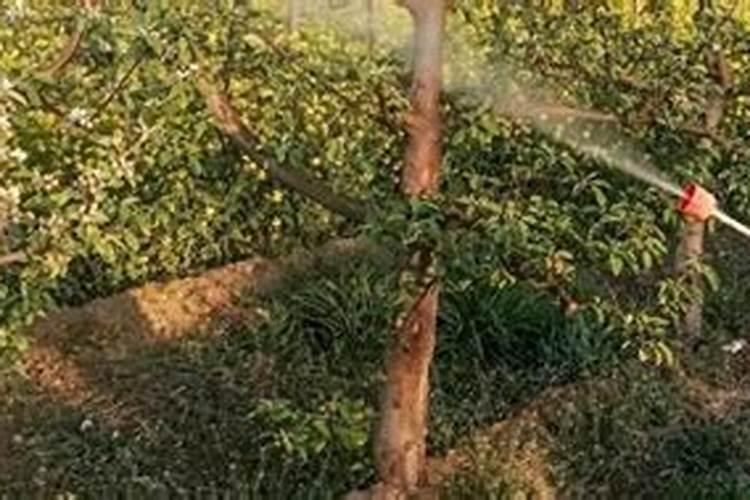 怎么用磷酸二氢钾控梢