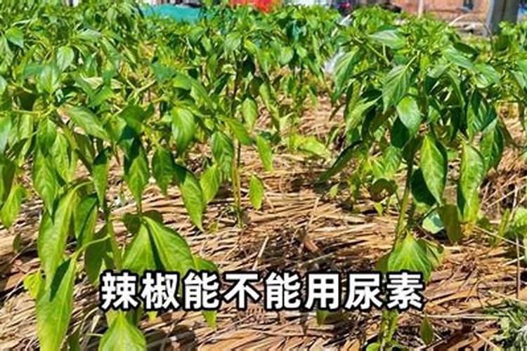 打什么物质能让水果变甜