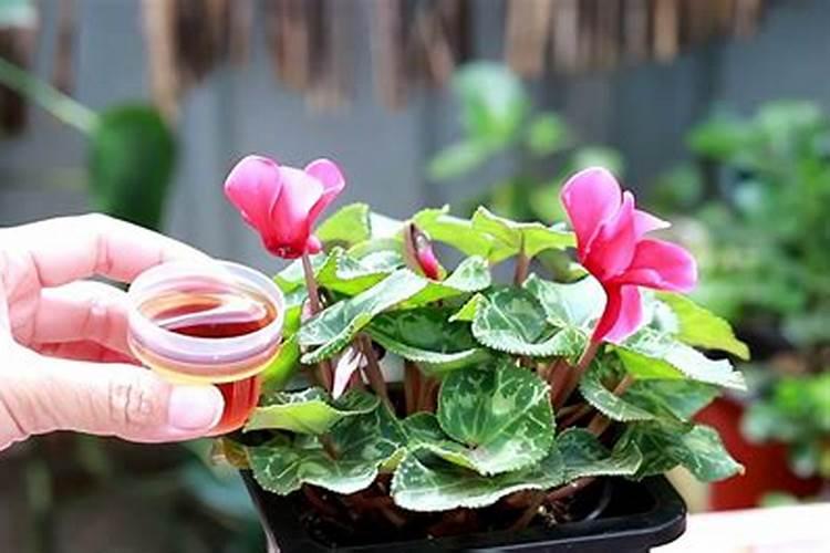 我们家仙客来的枝叶变的很软,都垂到花盆上了,这是怎么回事啊？