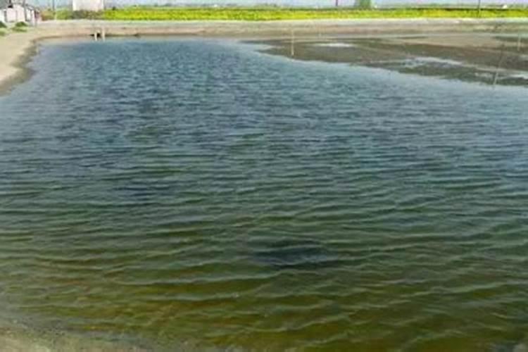 想要培好藻,补碳是关键!水清、氨氮亚盐高？是你该补碳了!