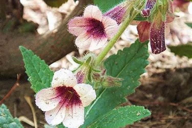 中药材半夏壮根肥什么时候施肥,中药材半夏地下茎块膨大剂？