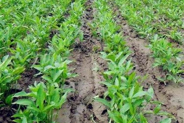 中药材半夏地下茎块膨大剂,中药材半夏一次冲施多少肥料合适？