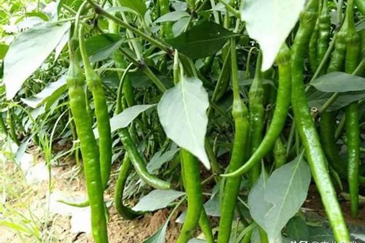 种植十天辣椒苗一亩能四公斤肥吗