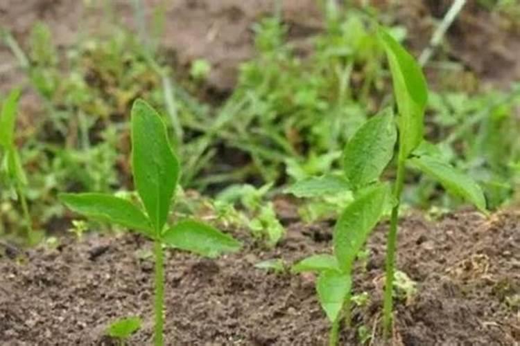 半夏用什么肥料最好